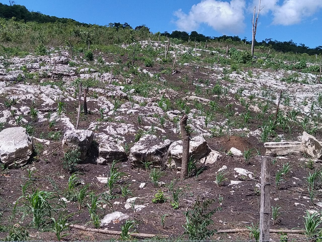 Escasez de lluvias afecta la producción de alimentos en Ocosingo, Chiapas